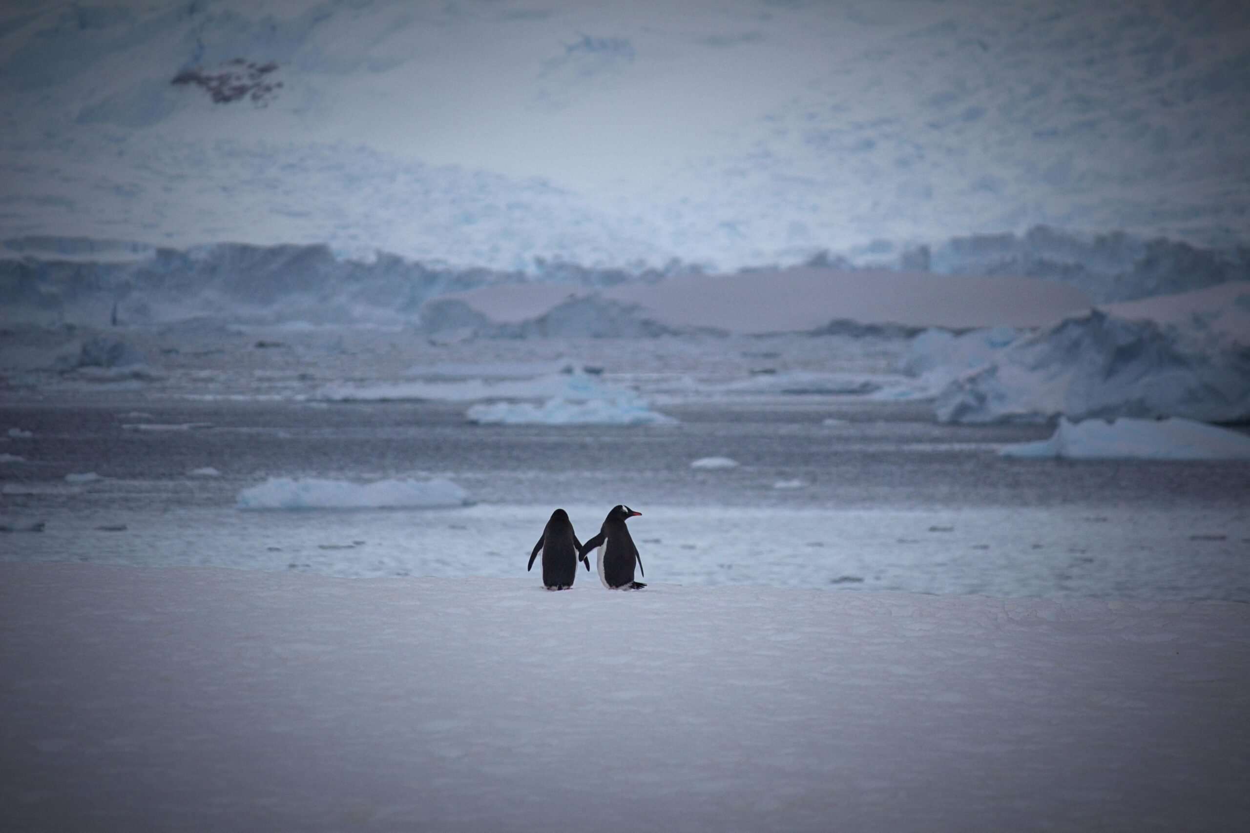 British Antarctic Survey wins IBM award for cargo project with Cohesive